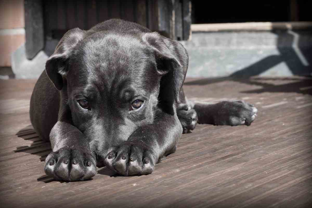 Cucciolo di labrador con la testa tra le zampe